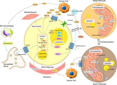 Abnormal lipid metabolism in cancer-associated cachexia and potential therapy strategy